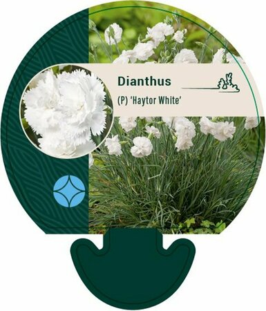 Dianthus (PL) 'Haytor White' P9 - afbeelding 1