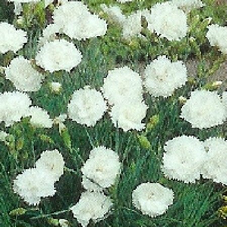 Dianthus (PL) 'Haytor White' P9 - afbeelding 2