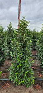 Prunus lusitanica 'Angustifolia' ST. 180 10-12 C.  - afbeelding 4