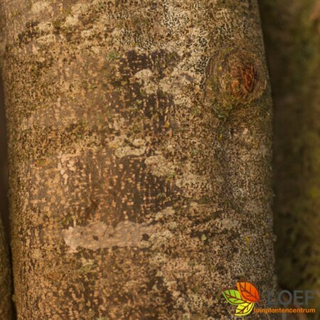 Parrotia persica 300/350 DR. Meerstammig - afbeelding 5