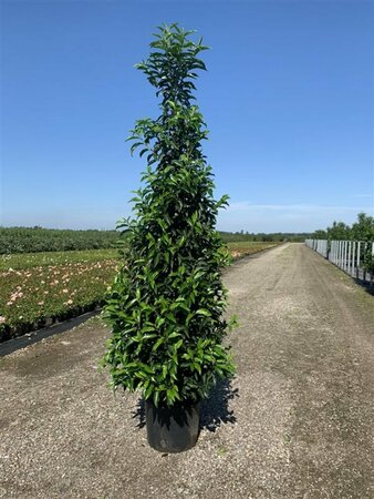 Prunus lusitanica 'Angustifolia' 200/225 DR. Solitair - afbeelding 10