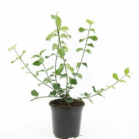 Euonymus fortunei 'Dart's Blanket' C1.5 - afbeelding 10