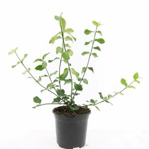 Euonymus fortunei 'Dart's Blanket' C1.5 - afbeelding 10