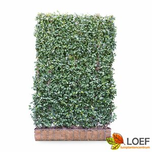 Euonymus fortunei 'Dart's Blanket' C1.5 - afbeelding 11