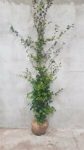 Fagus sylvatica 200/225 KL. - afbeelding 13