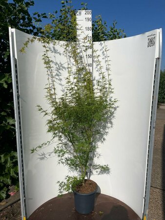 Acer palmatum 'Seiryu' 150/175 C. - afbeelding 2