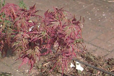 Acer palmatum 'Seiryu' 150/175 C. - afbeelding 1