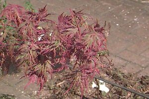 Acer palmatum 'Seiryu' 150/175 C. - afbeelding 1