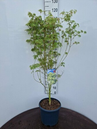 Acer palmatum 'Seiryu' 150/175 C. - afbeelding 3