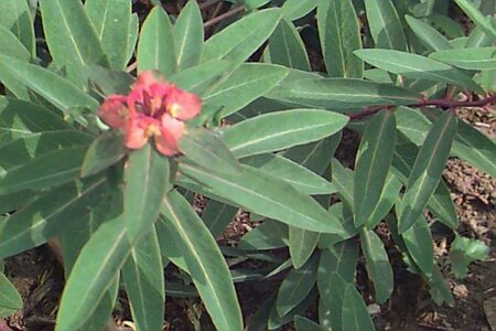 Euphorbia griffithii 'Fireglow' P9
