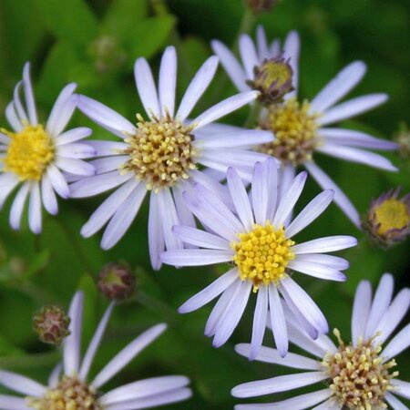 Aster ageratoides 'Adustus Nanus' P9 - afbeelding 1