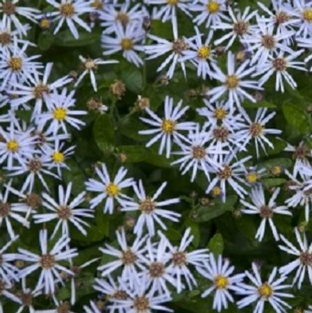 Aster ageratoides 'Adustus Nanus' P9 - afbeelding 2
