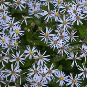 Aster ageratoides 'Adustus Nanus' P9 - afbeelding 2