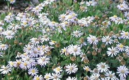 Aster ageratoides 'Adustus Nanus' P9 - afbeelding 3