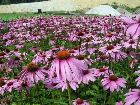Echinacea purpurea C2 - afbeelding 6