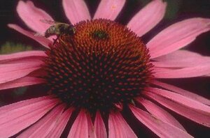 Echinacea purpurea C2 - afbeelding 3