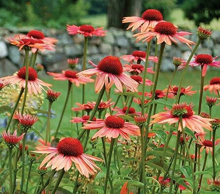 Echinacea purpurea 'Sundown' P9 - afbeelding 4