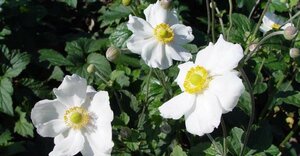 Anemone hyb. 'Andrea Atkinson' P9 - afbeelding 2