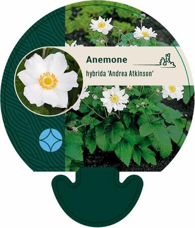 Anemone hyb. 'Andrea Atkinson' P9 - afbeelding 1