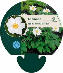 Anemone hyb. 'Andrea Atkinson' P9 - afbeelding 1