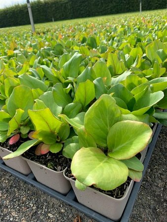 Bergenia cordifolia C2 - afbeelding 3