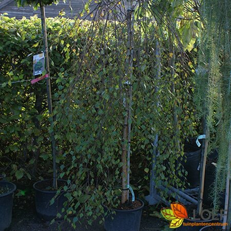 Betula pendula 'Youngii' ST. 225 10-12 C. 
