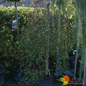 Betula pendula 'Youngii' ST. 225 10-12 C. 