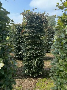 Fagus sylvatica 'Atropunicea' 12-14 C. - afbeelding 2