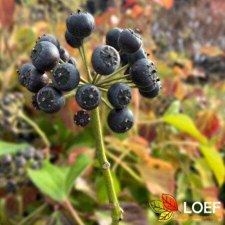 Hedera colchica 'Fall Favourite' 25/30 C. - afbeelding 2