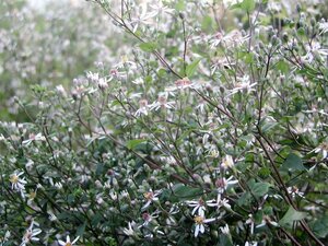 Aster divaricatus 'Tradescant' P9 - afbeelding 2