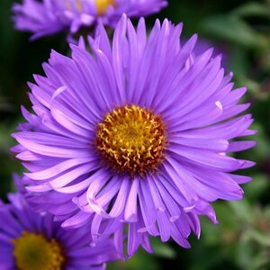 Aster n.-a. 'Barr's Blue' P9 - afbeelding 1