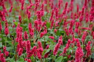 Persicaria a. 'JS Calor' P9 - afbeelding 2