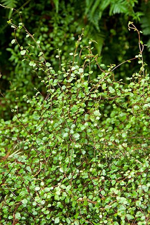 Muehlenbeckia complexa P9 - afbeelding 1