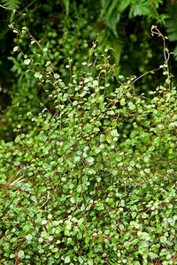 Muehlenbeckia complexa P9 - afbeelding 1