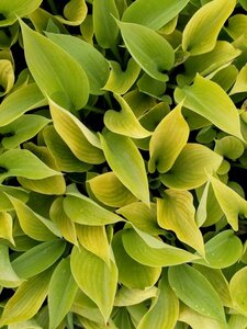 Hosta 'Sum and Substance' P9 - afbeelding 1