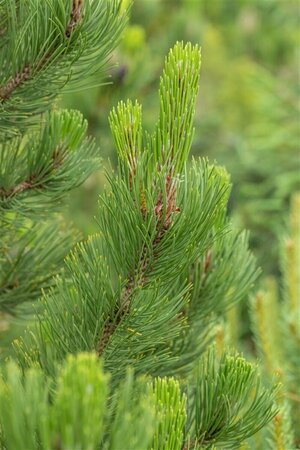 Pinus heldreichii 'Satellit' 40/50 C.