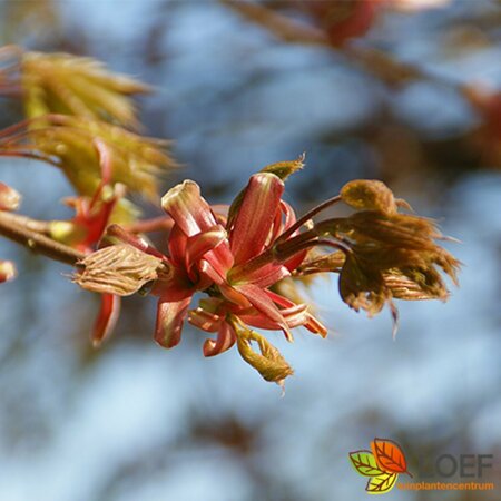 Acer platanoides 'Globosum' ST. 200 8-10 C.  - afbeelding 3