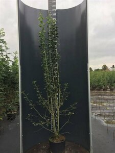 Crataegus media 'Paul's Scarlet' 8-10 C.  - afbeelding 3