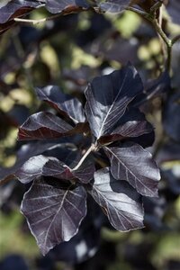 Fagus sylvatica 'Dawyck Purple' 8-10 C. Geveerd
