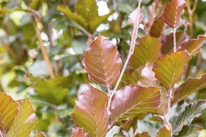 Fagus sylvatica 'Dawyck Purple' 8-10 C. Geveerd - afbeelding 2