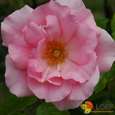 Rosa (K) 'Bantry Bay' 175/200 C.
