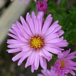 Aster dumosus 'Herbstgrüss v.Bresserh.' P9 - afbeelding 4