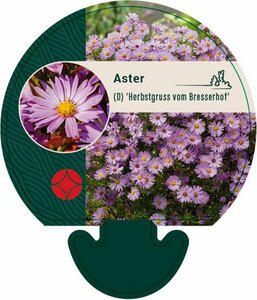 Aster dumosus 'Herbstgrüss v.Bresserh.' P9 - afbeelding 8