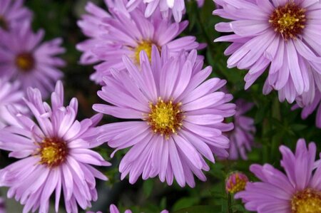Aster dumosus 'Herbstgrüss v.Bresserh.' P9 - afbeelding 5