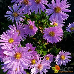 Aster dumosus 'Herbstgrüss v.Bresserh.' P9 - afbeelding 1