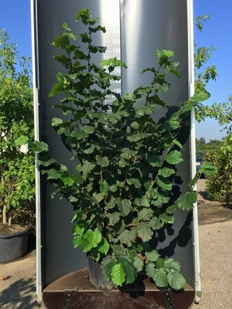 Corylus 'Halle'sche Riesen' 100/125 C.