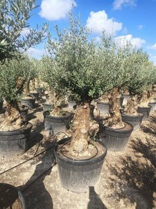 Olea europaea ST. 100 50-60 C. - afbeelding 2