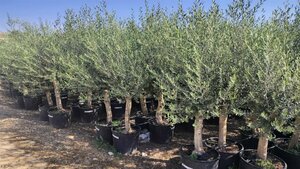 Olea europaea ST. 100 50-60 C. - afbeelding 6