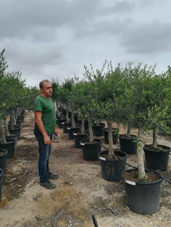 Olea europaea Bonsai 90-100 Schaal - afbeelding 9