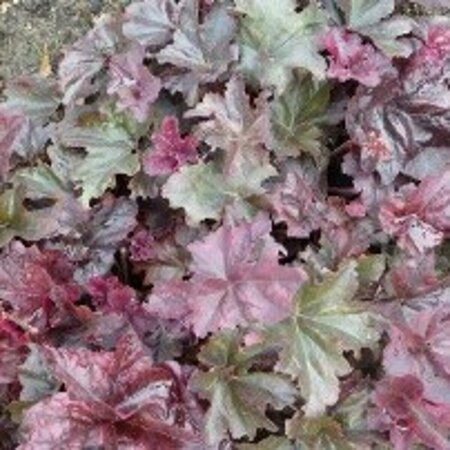 Heuchera Frosted Violet P9 - afbeelding 2